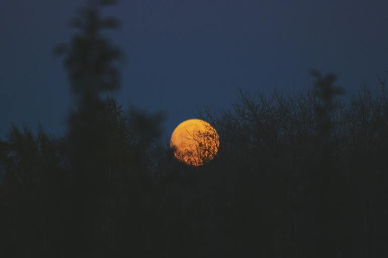 green plants under full moon photo