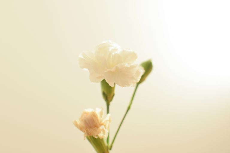 white petaled flower bloom close-up photography