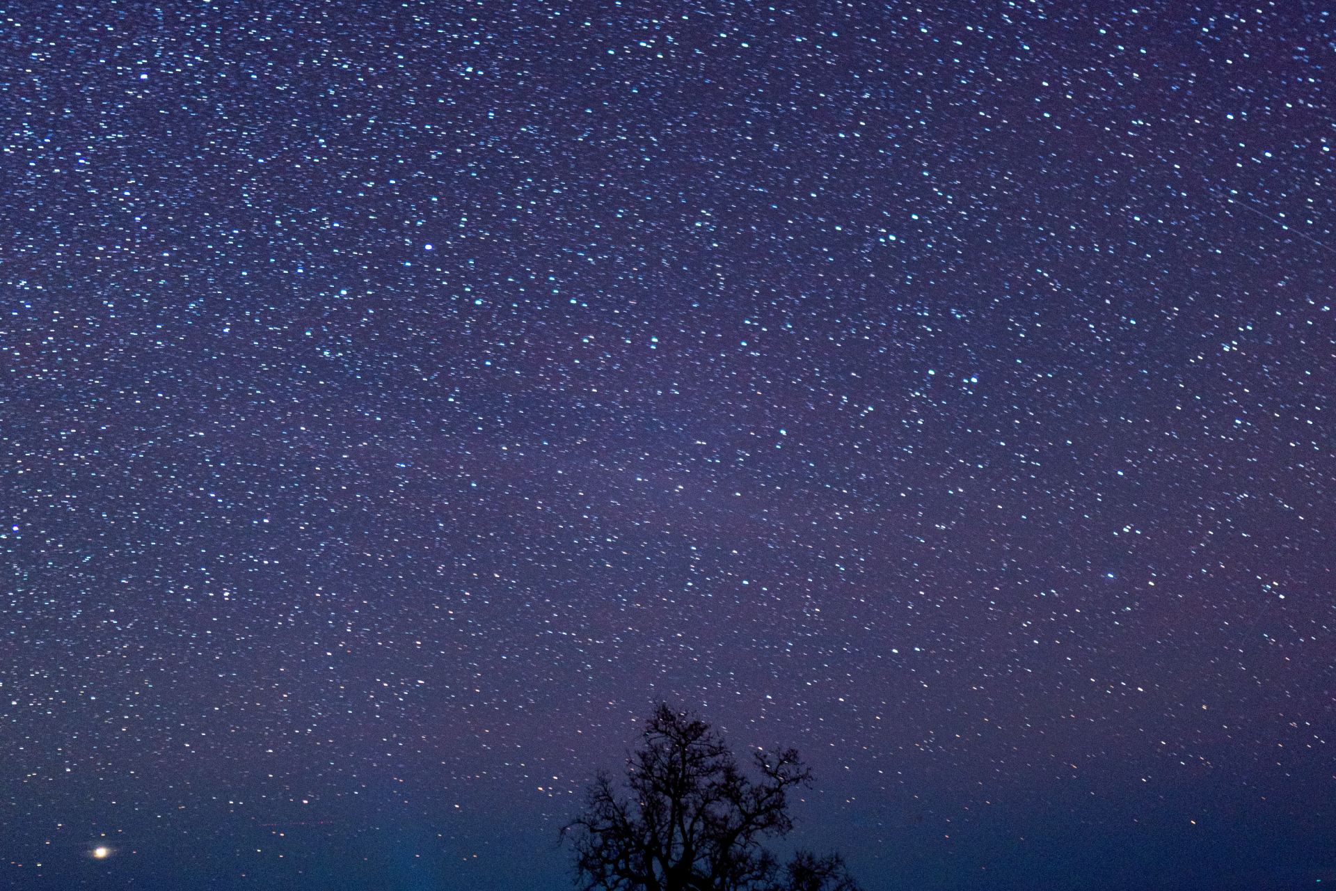 silhouette of trees under starry night