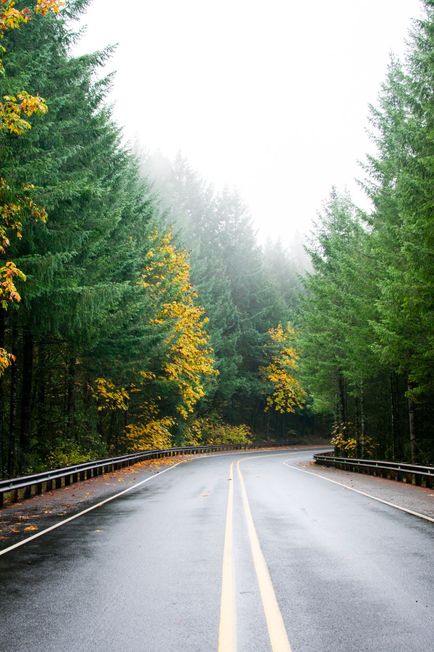 empty gray concrete road between trees