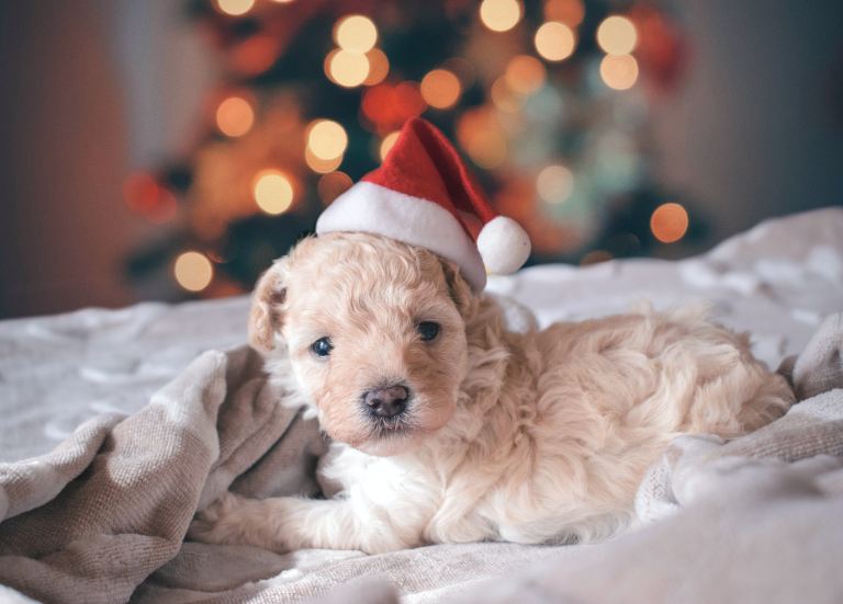 long-coated white puppy wearing santa hat