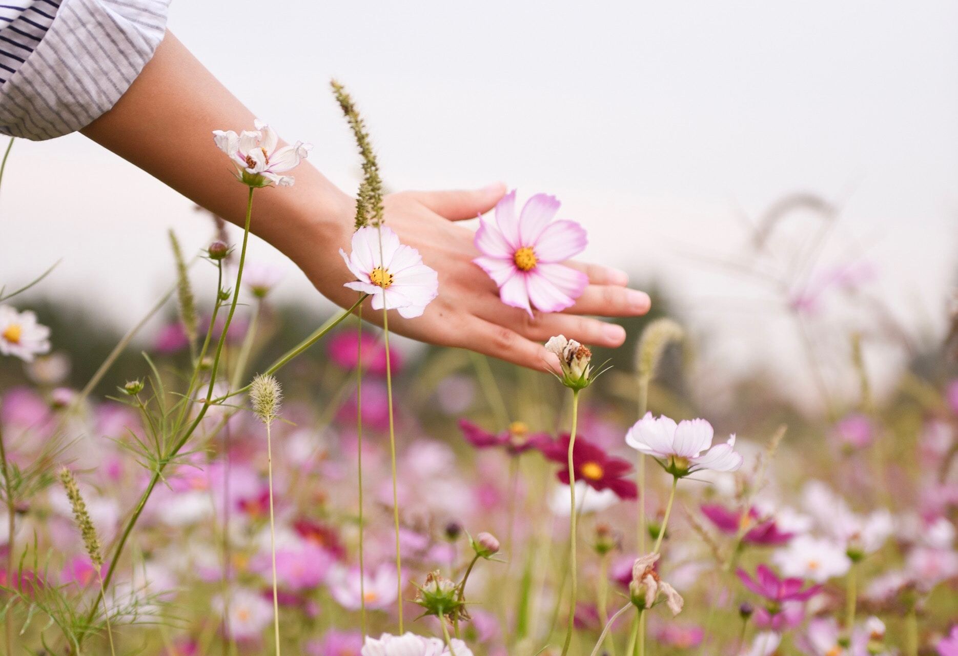 woman holding pink petaled flower