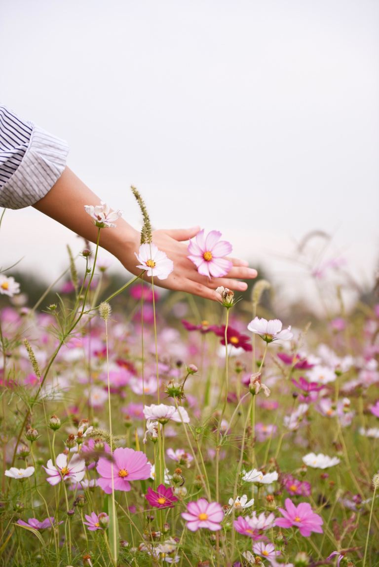 woman holding pink petaled flower