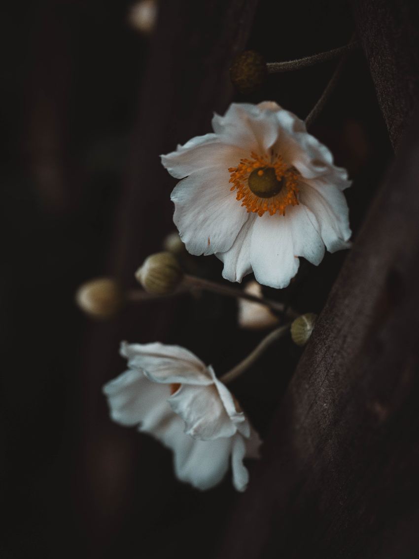 white flower on brown tree branch