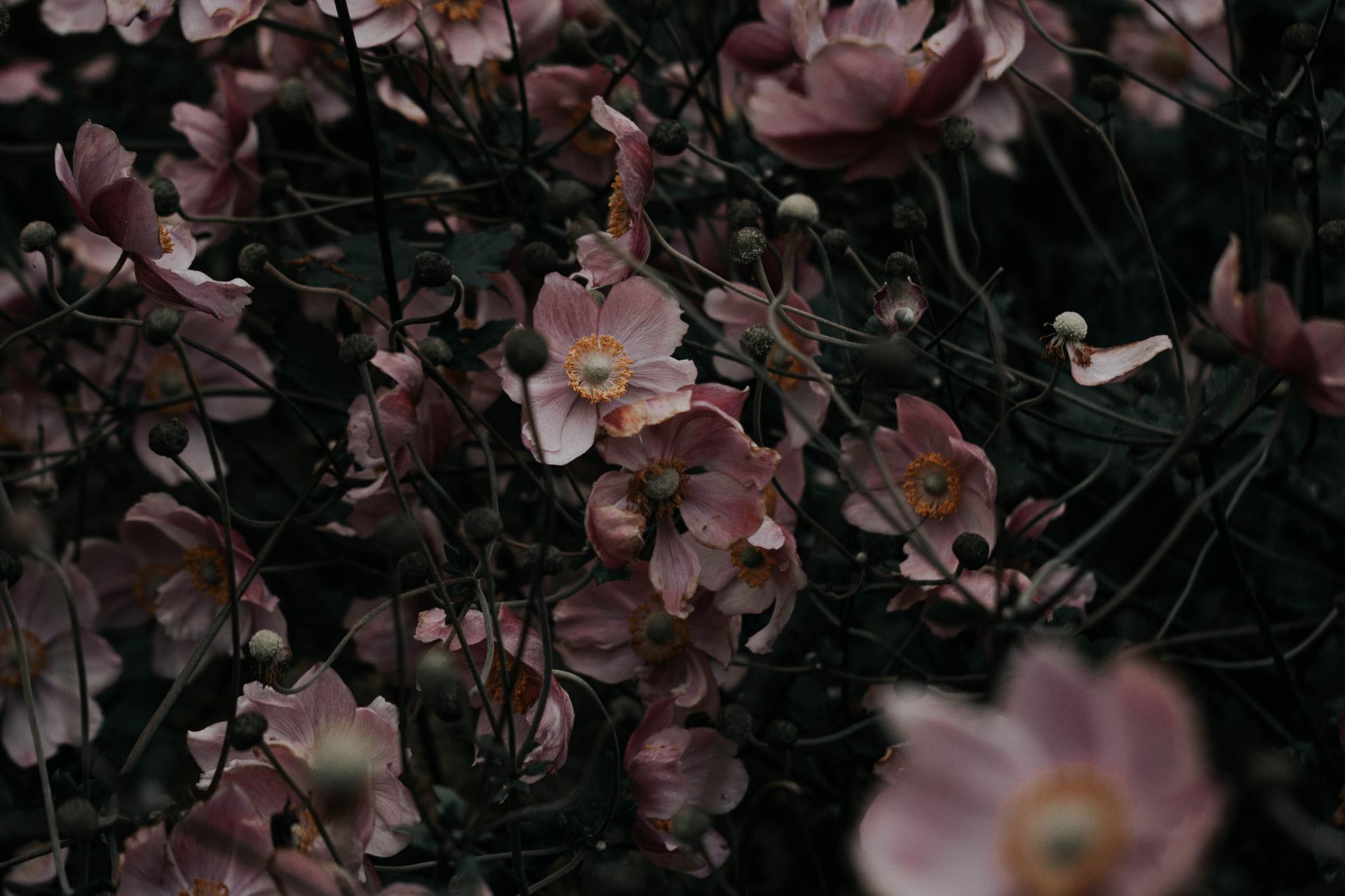 pink and white flowers with green leaves