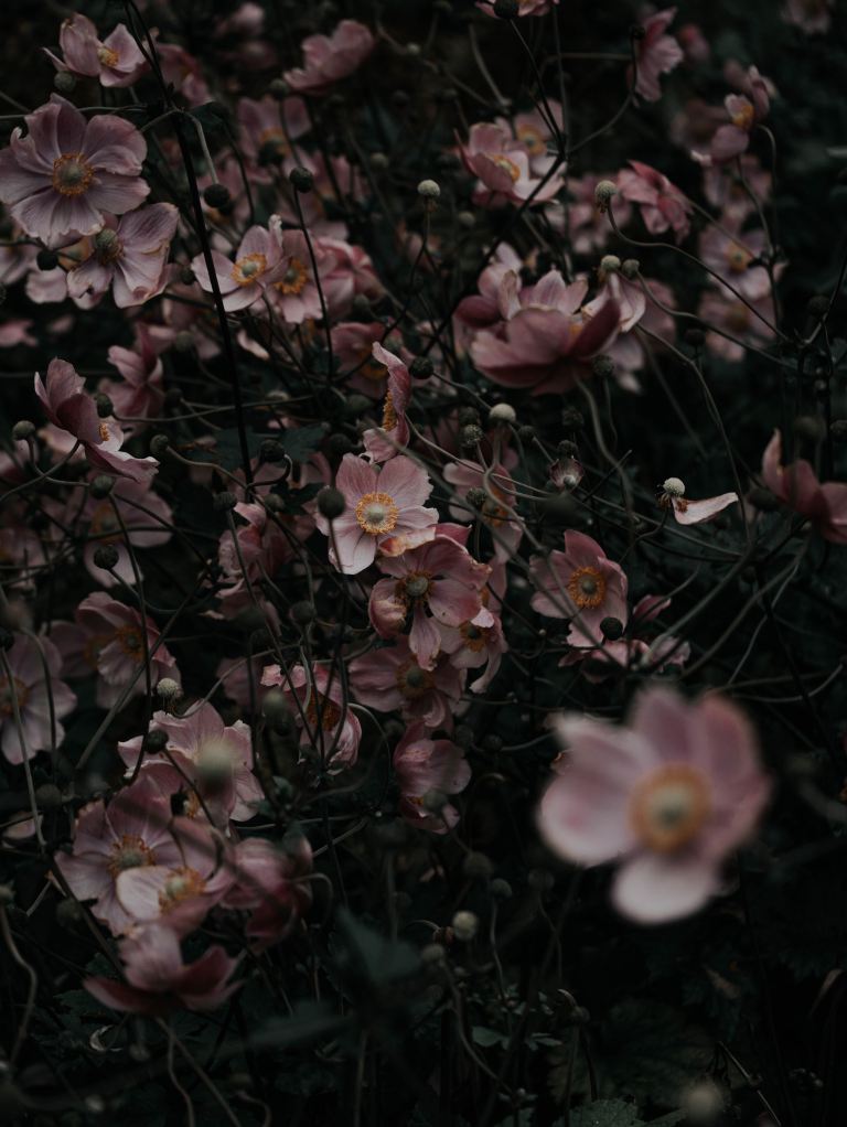 pink and white flowers with green leaves