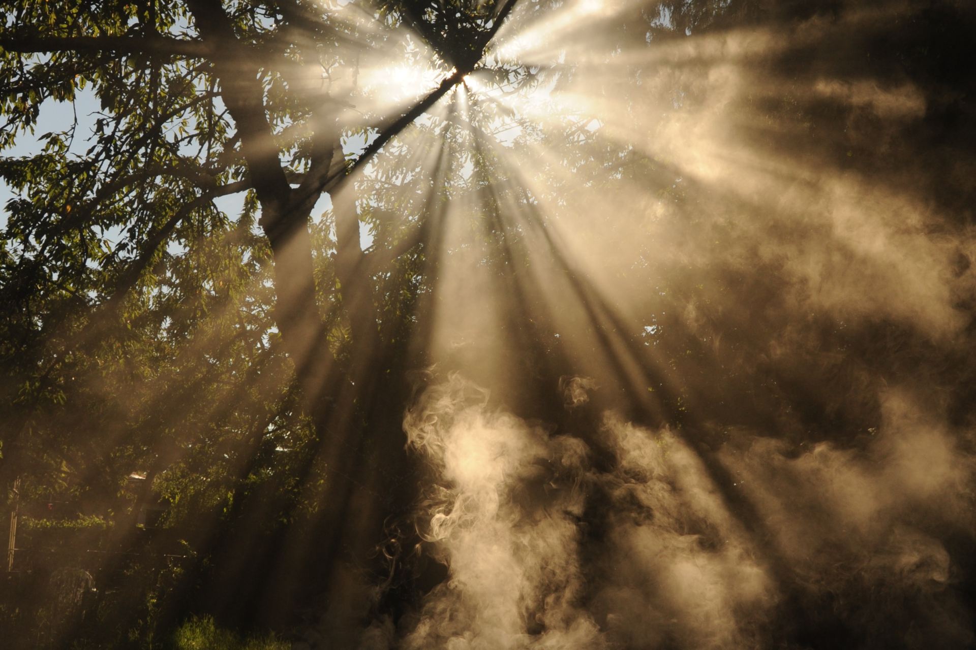 sun rays coming through trees