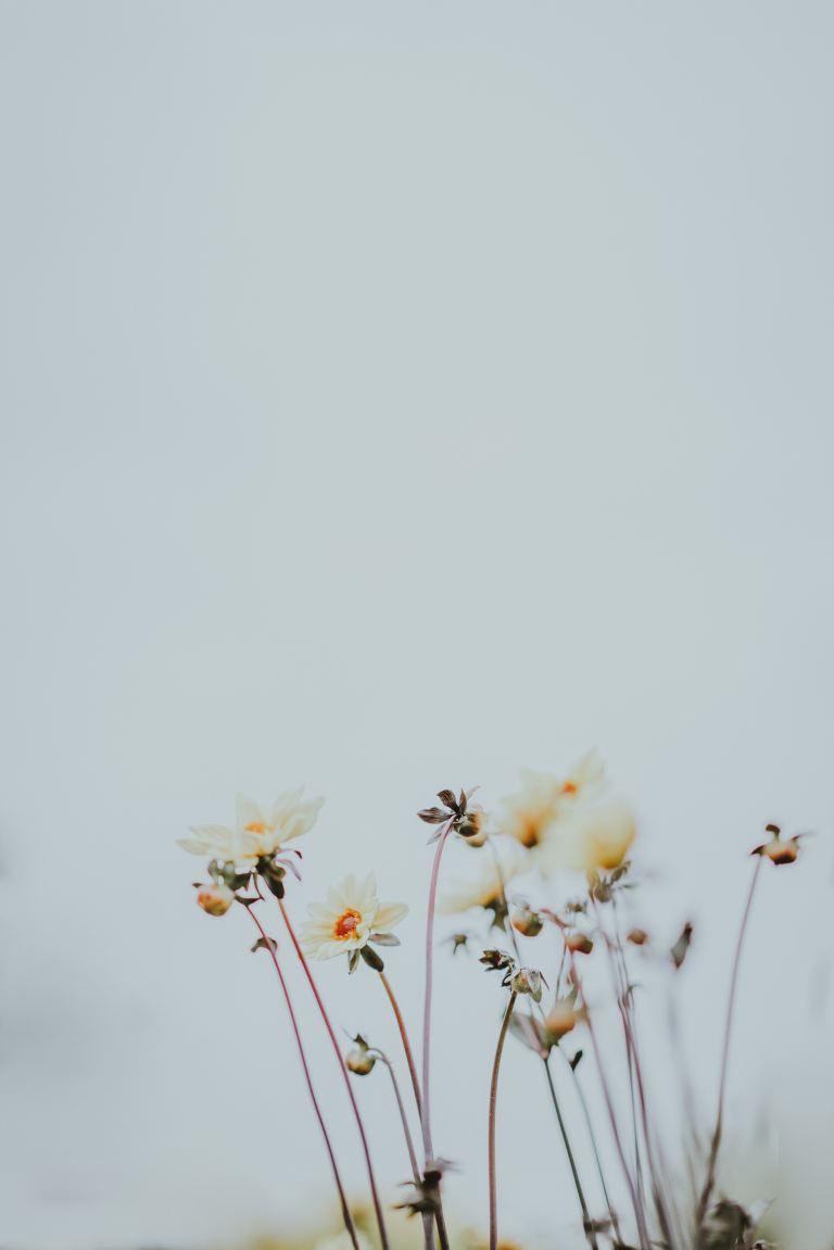 macro photography of white flowers