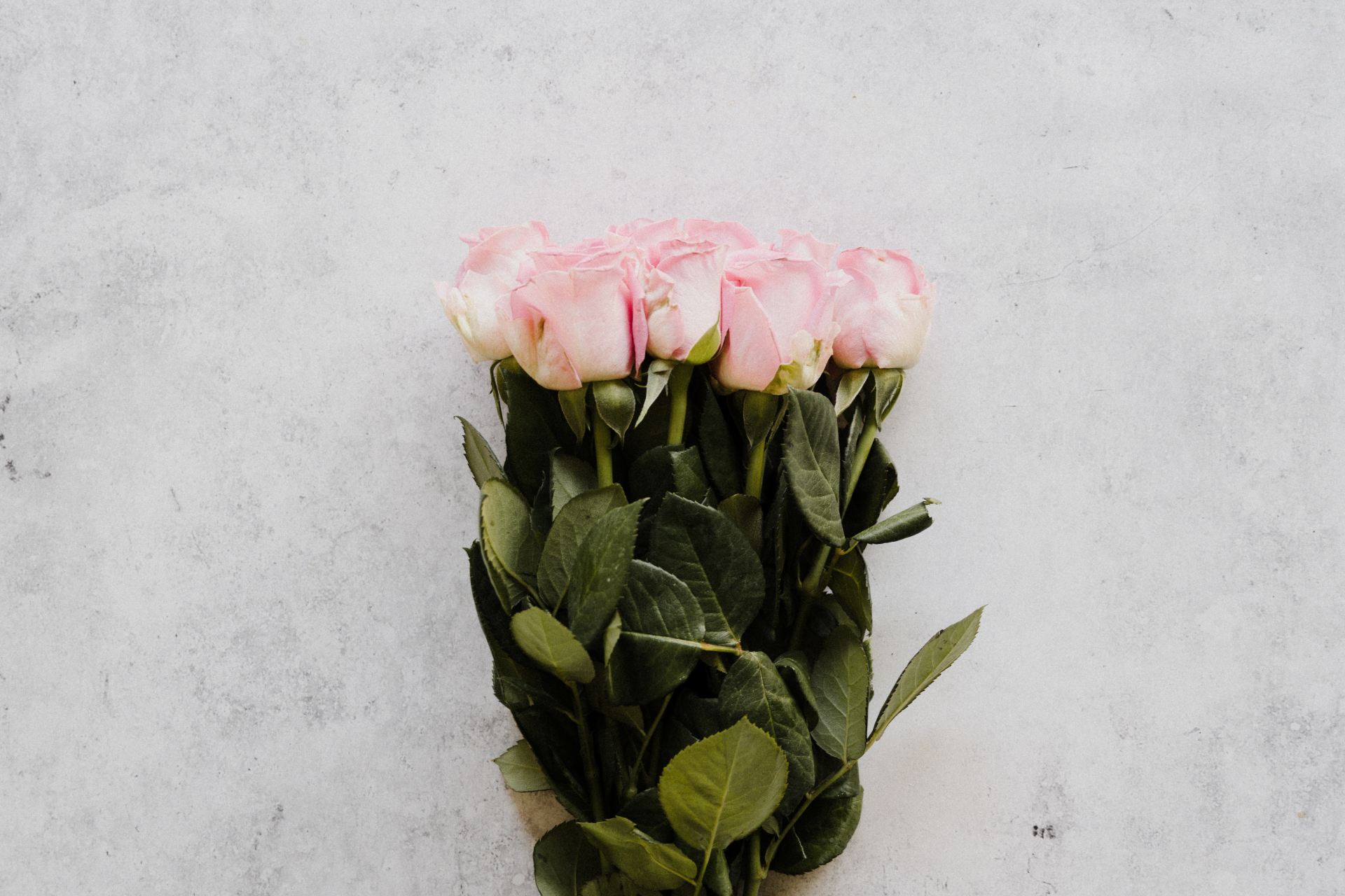 Bunch of pink roses