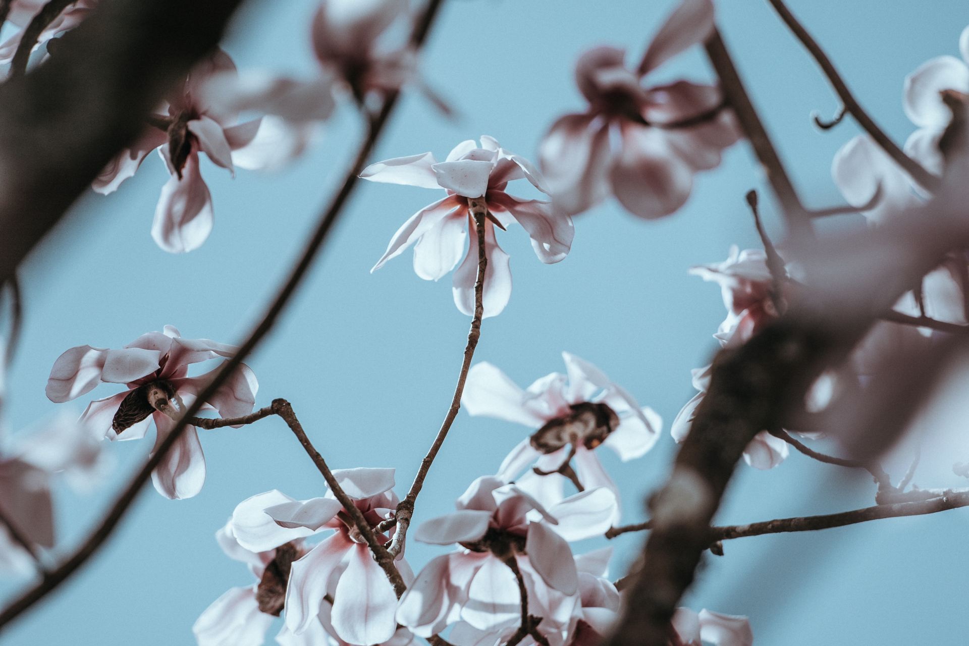 pink flowers during daytime