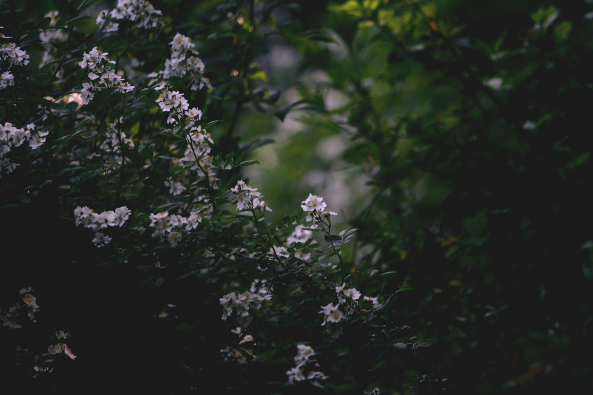 white flowers in tilt shift lens