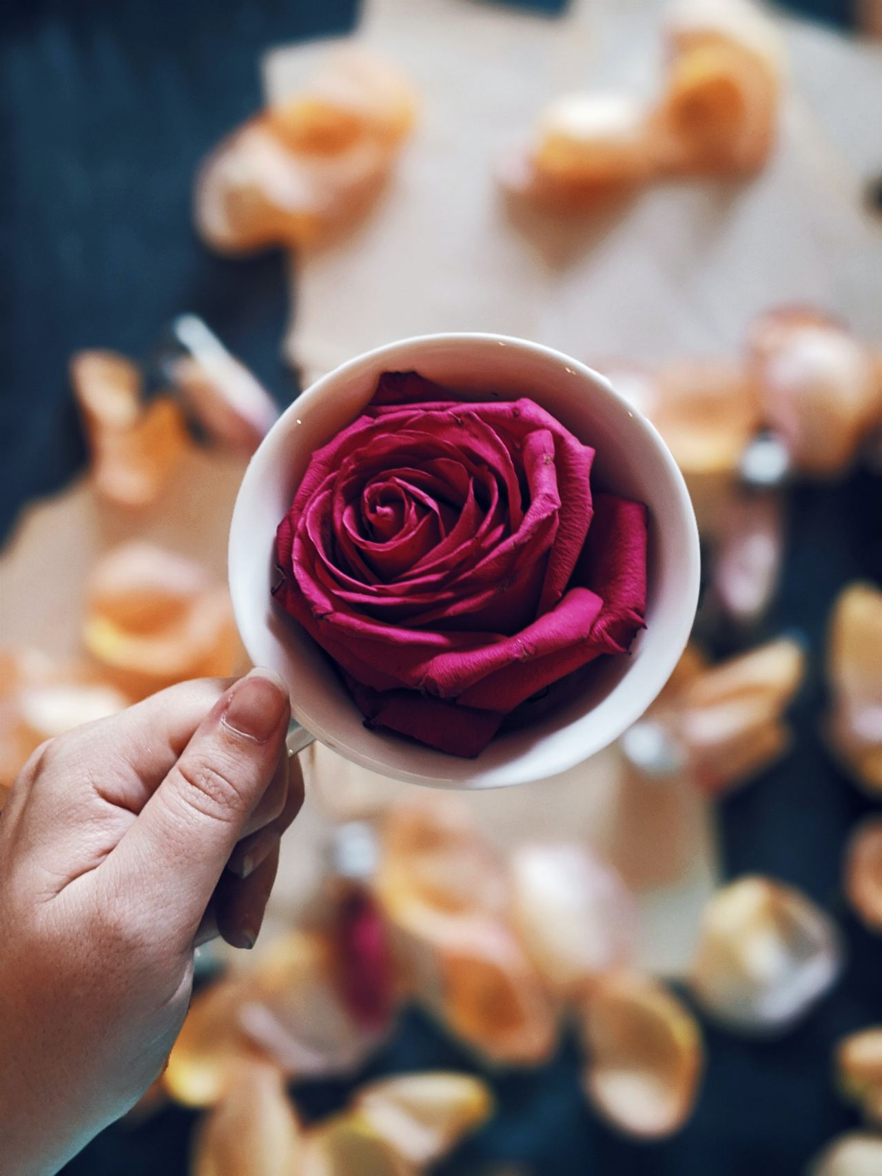 person holding red and white rose