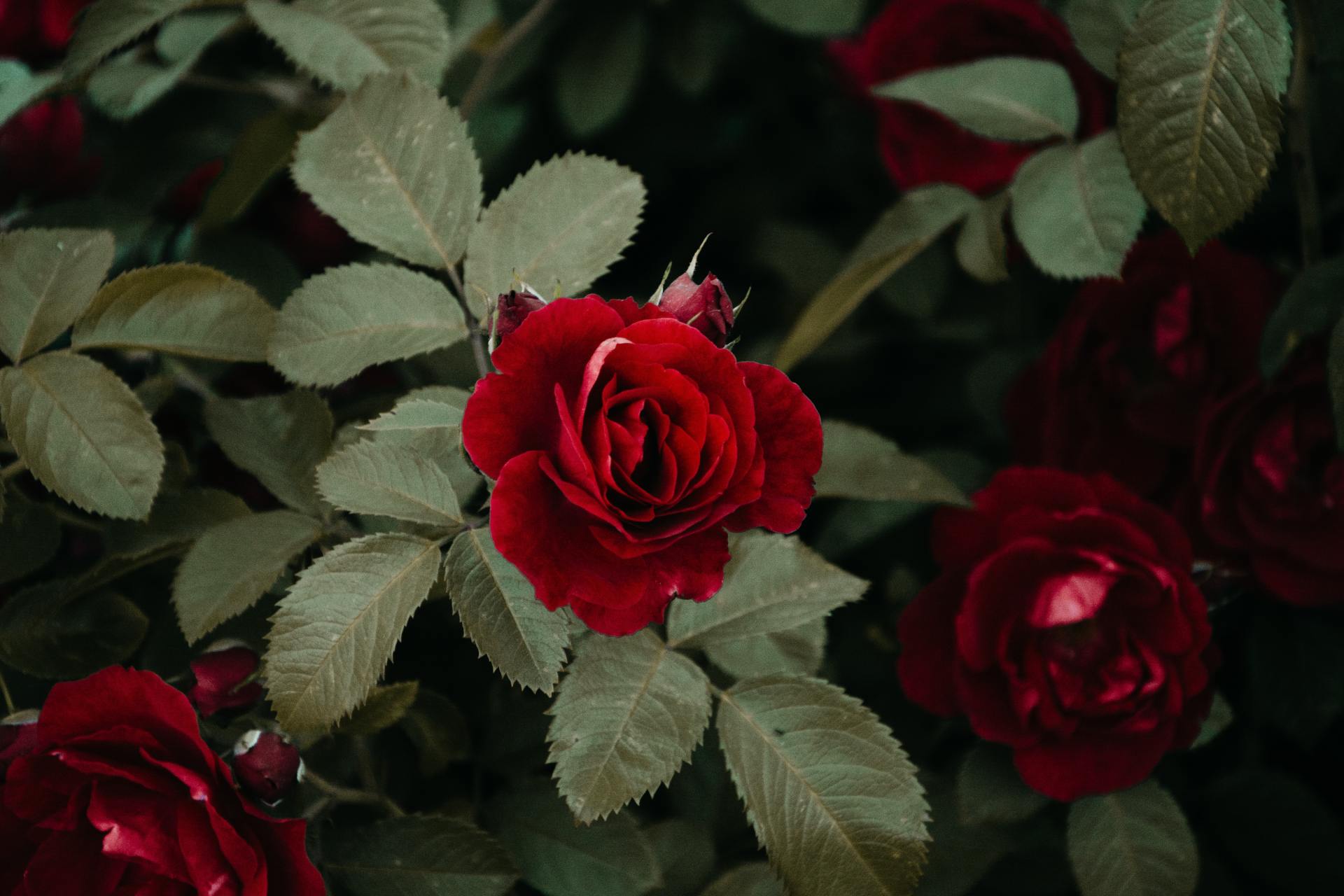 75+ “Roses Are Red, Violets Are Blue” Jokes