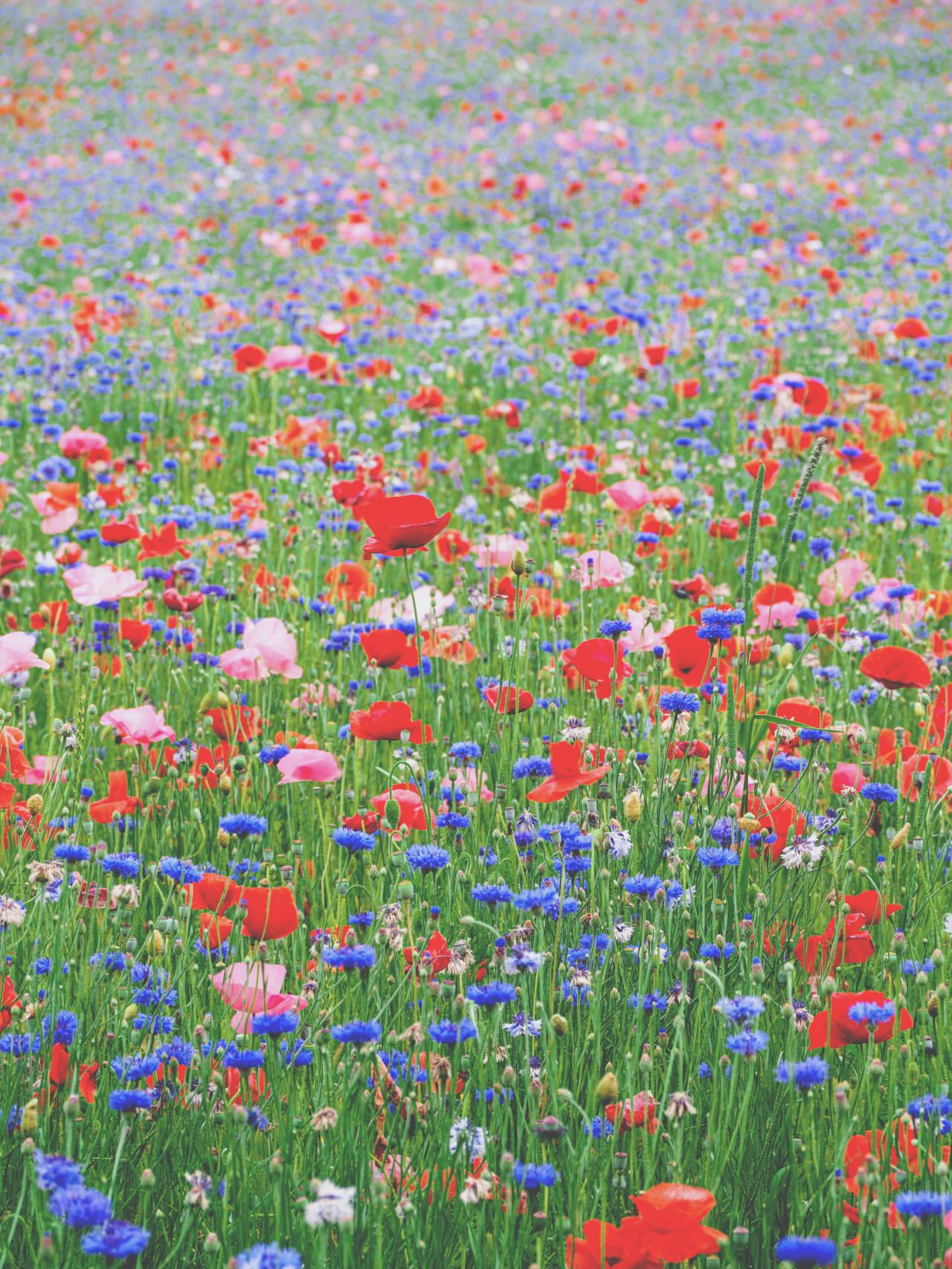 red blue and yellow flower field