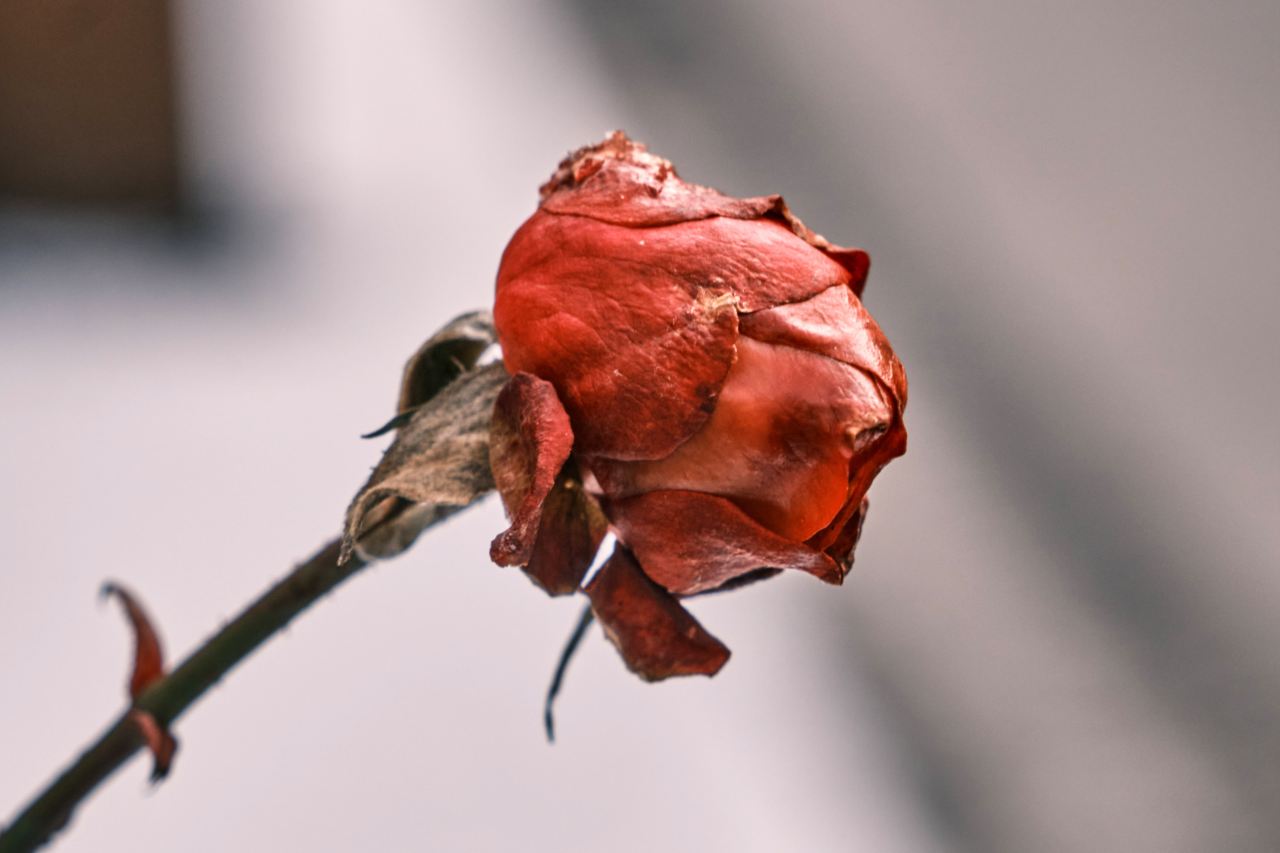 red rose in bloom in close up photography