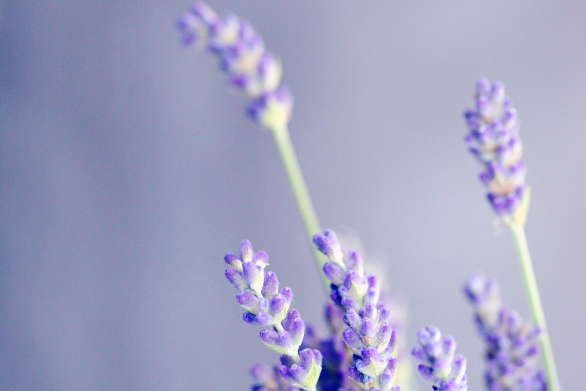 close-up photo of lavender