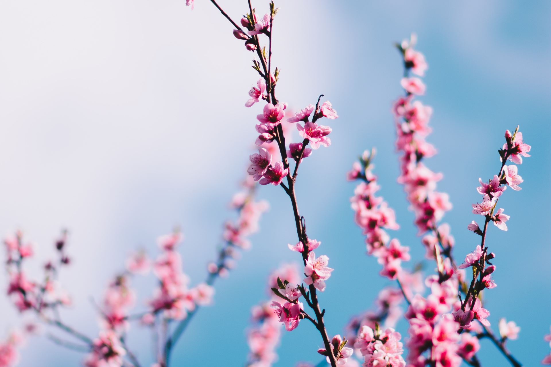 close-up photograph of pink cherry blossoms