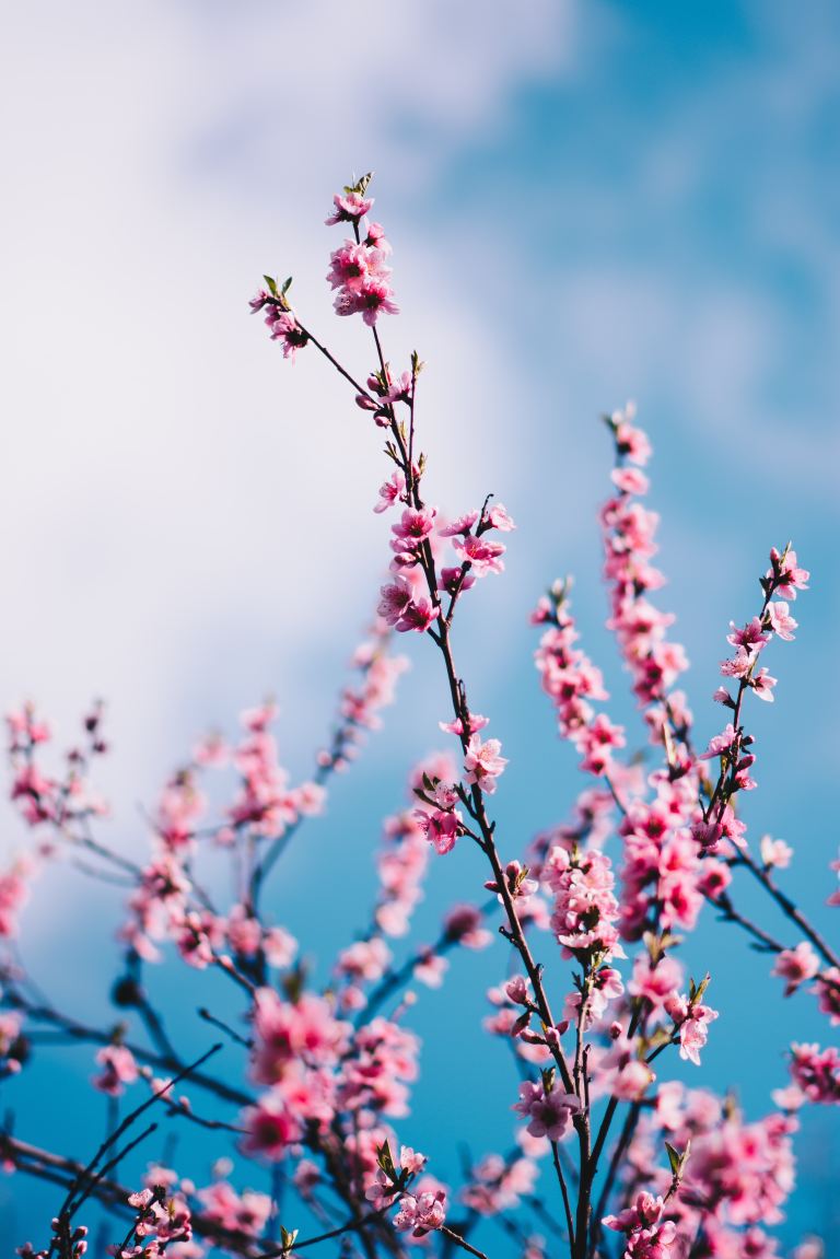 close-up photograph of pink cherry blossoms