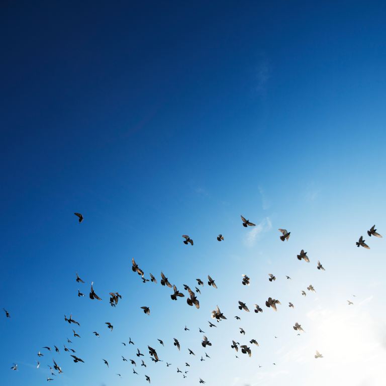 flock of bird flying in sky