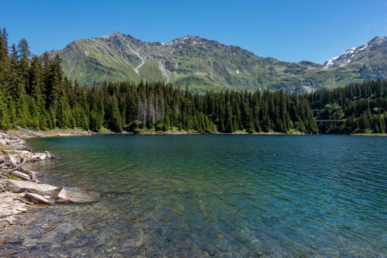 green pine trees near body of water during daytime