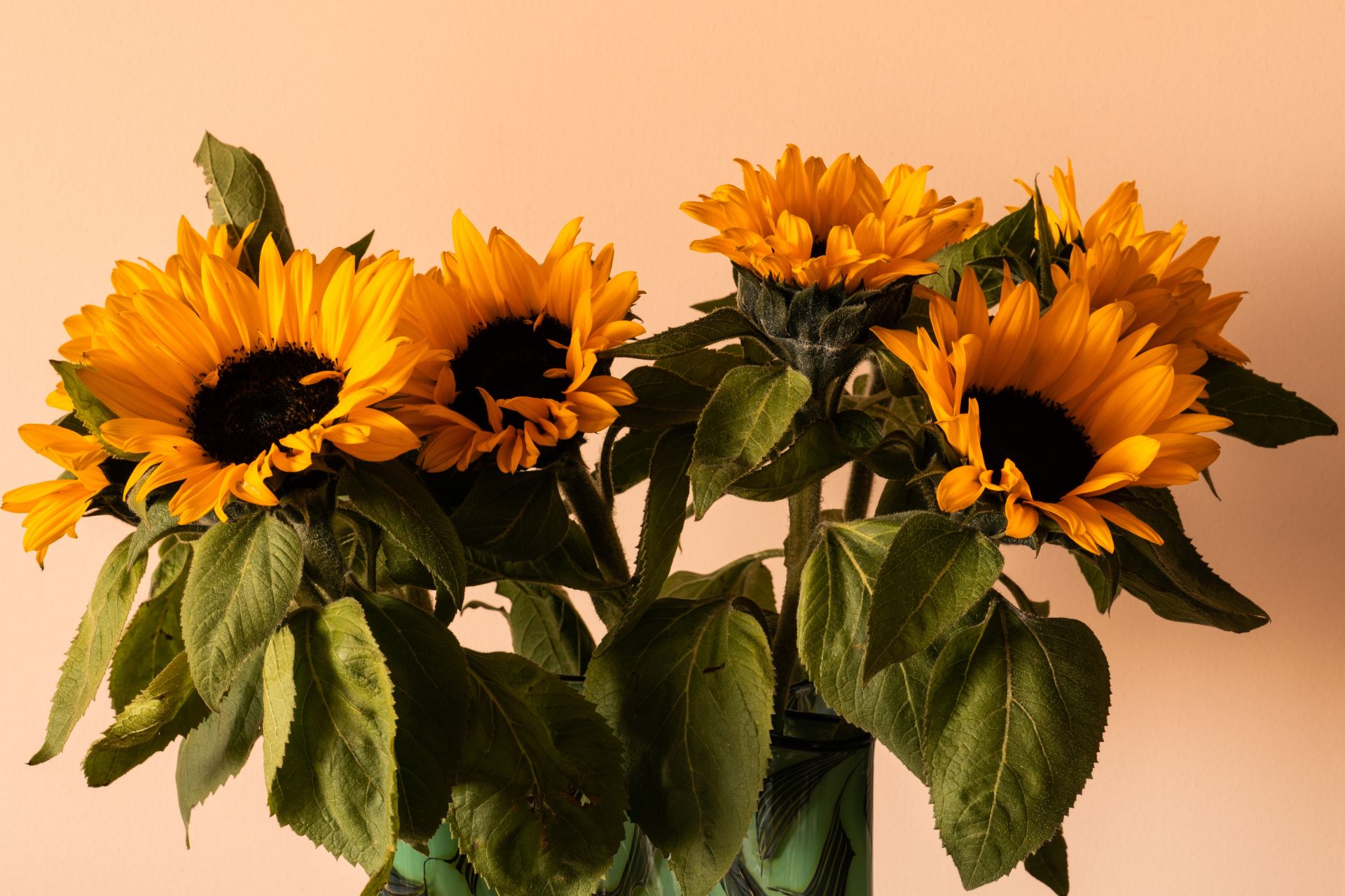 yellow sunflower in close up photography