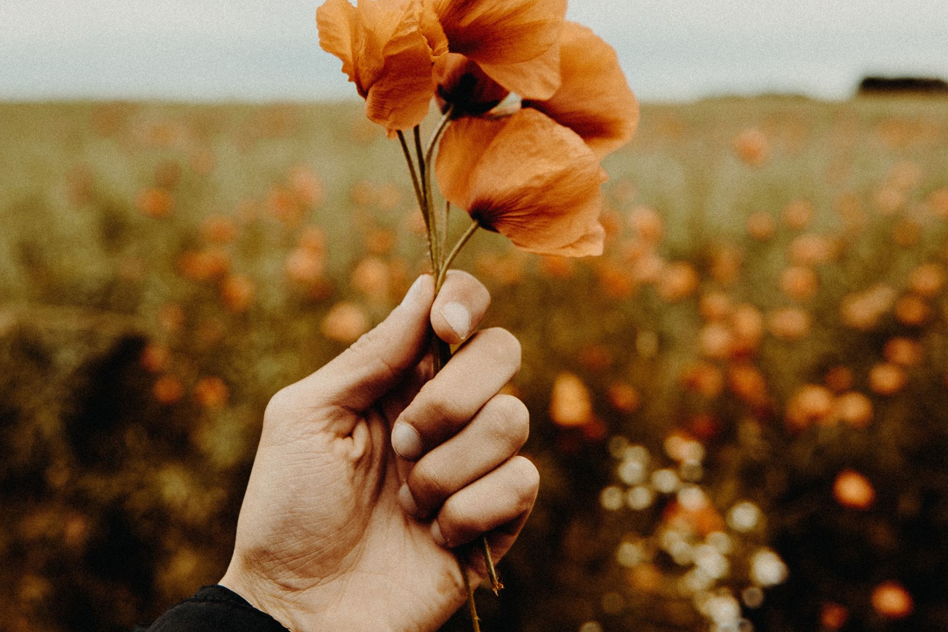 person holding brown petaled flowers