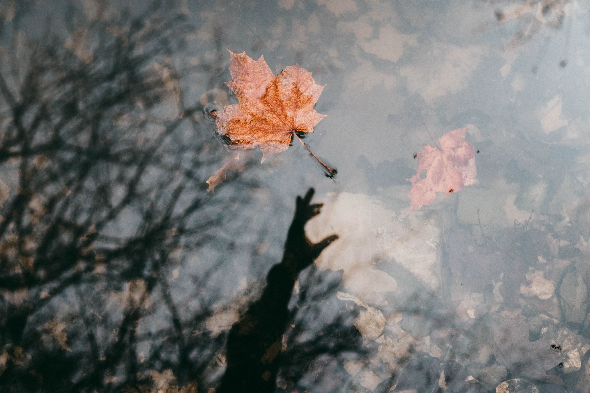 maple leaf floating on air