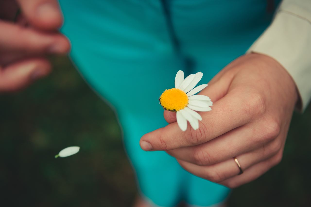 white daisy flower