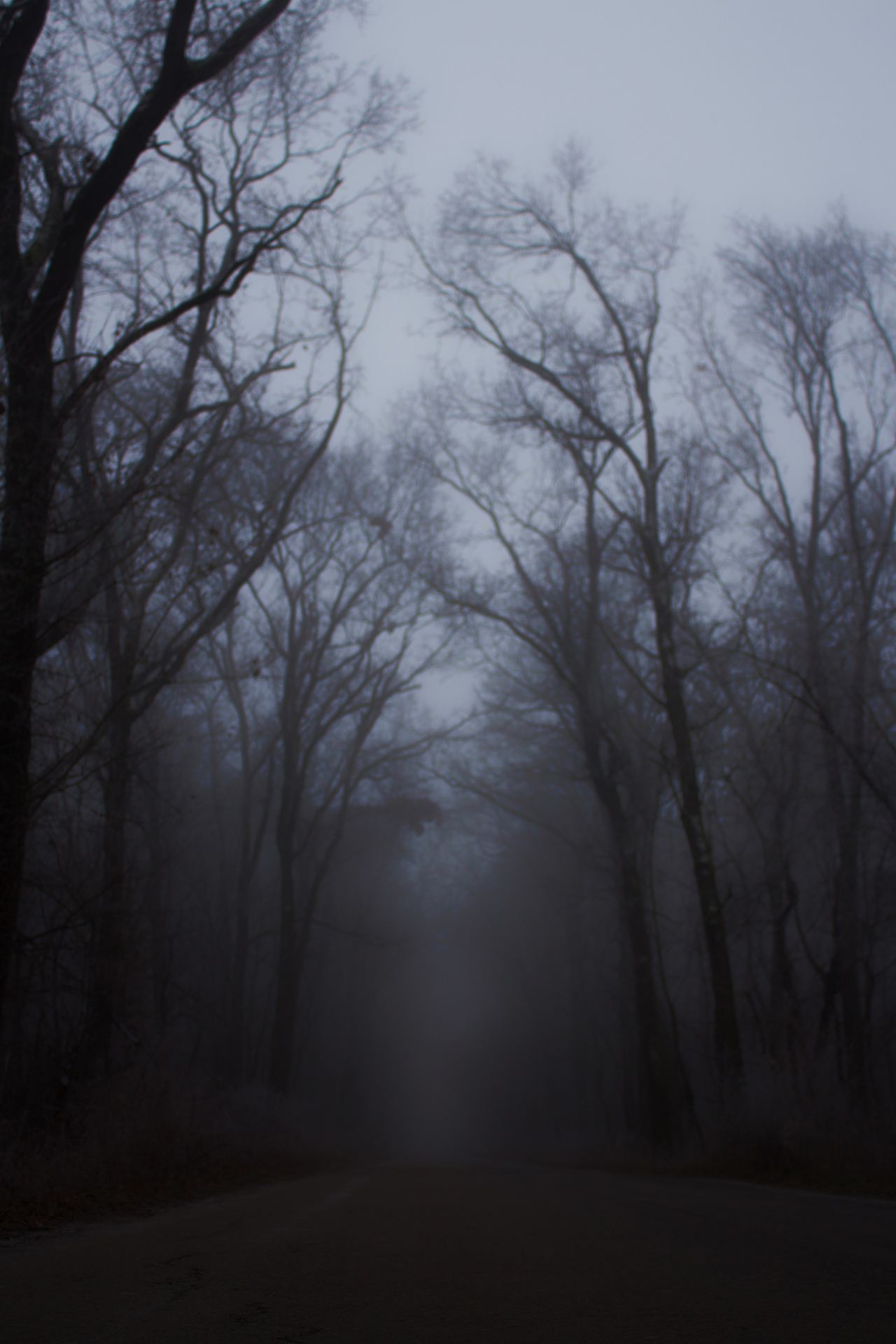 forest with fog