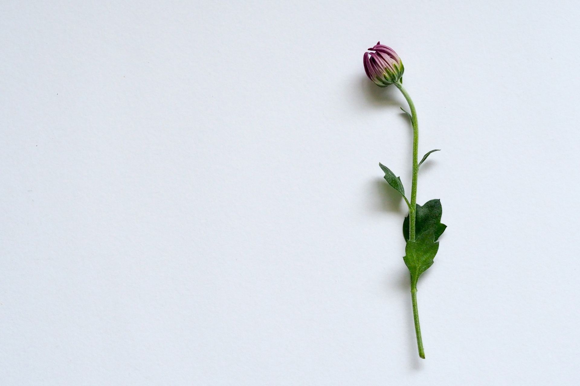 flower on white background