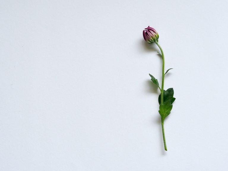 flower on white background