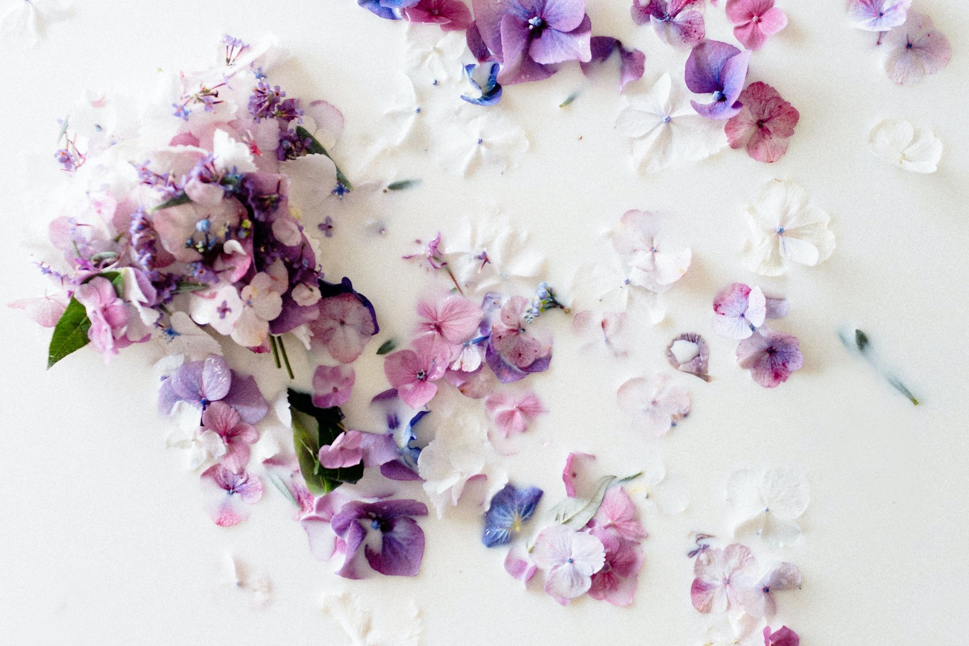 white and purple flower petals