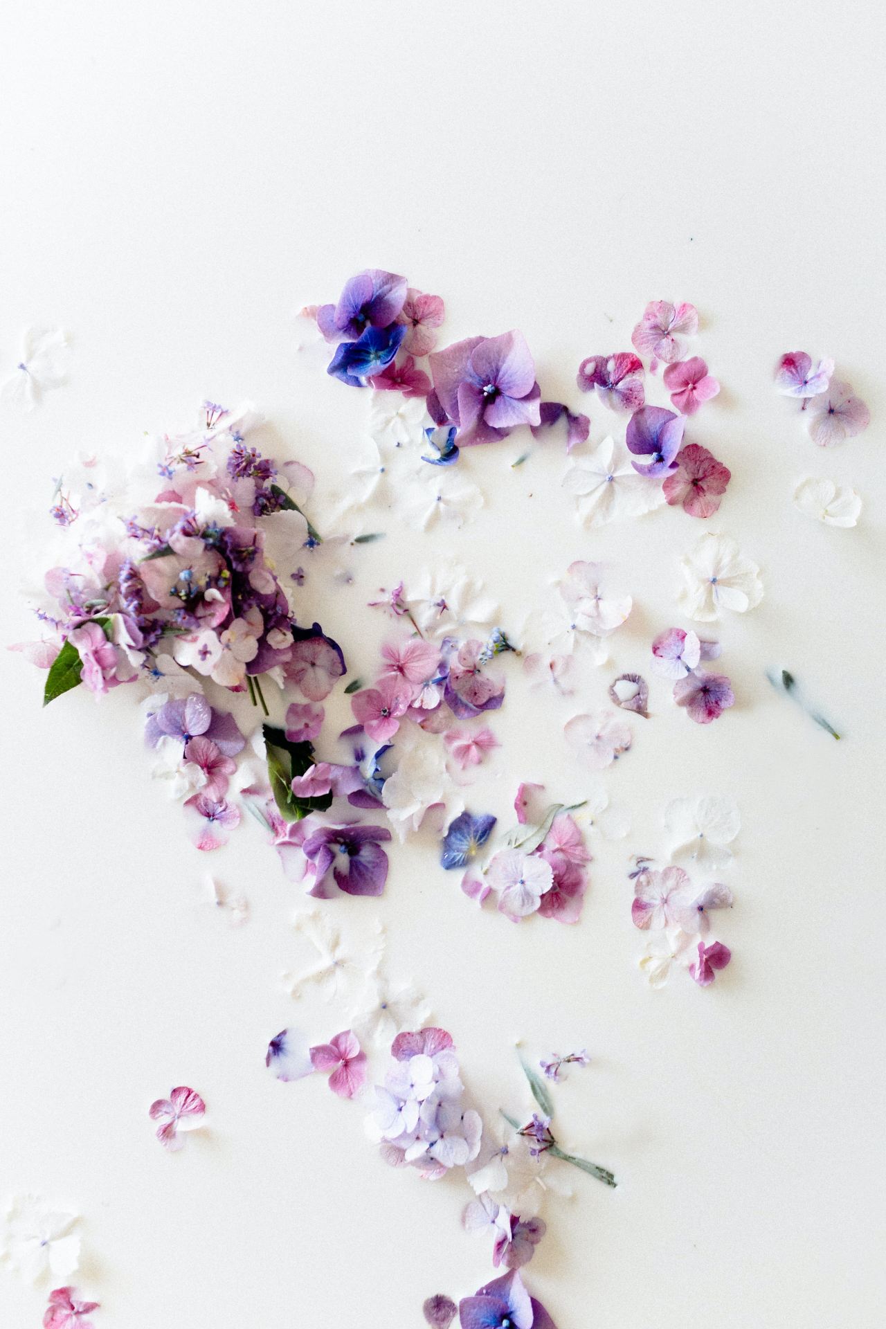 white and purple flower petals