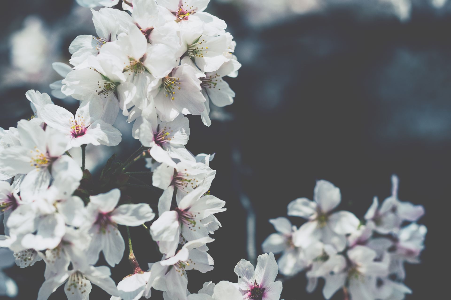 white flowering plant