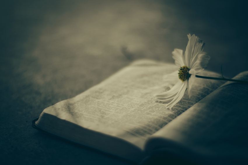 white flower on white book page