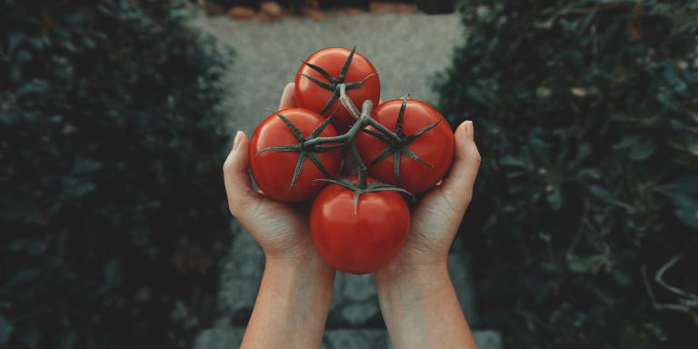 A Guide To Successfully Growing Tomatoes For Snacking And Self-Care