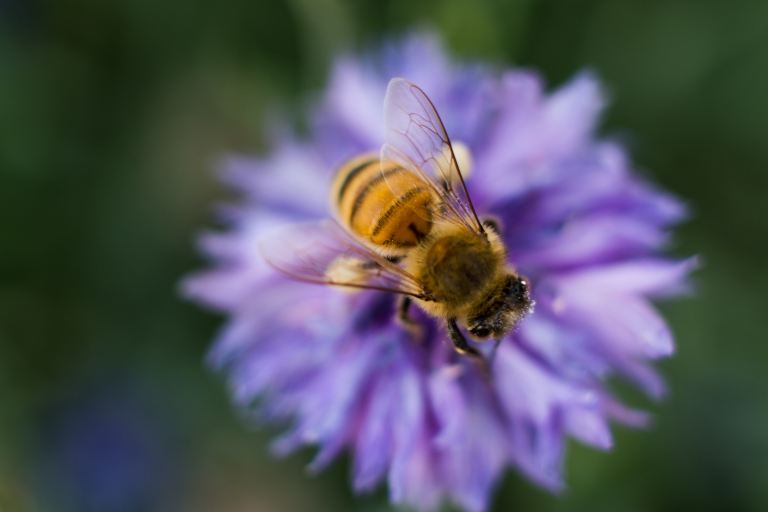 honeybee perched on purple flower in close up photography during daytime