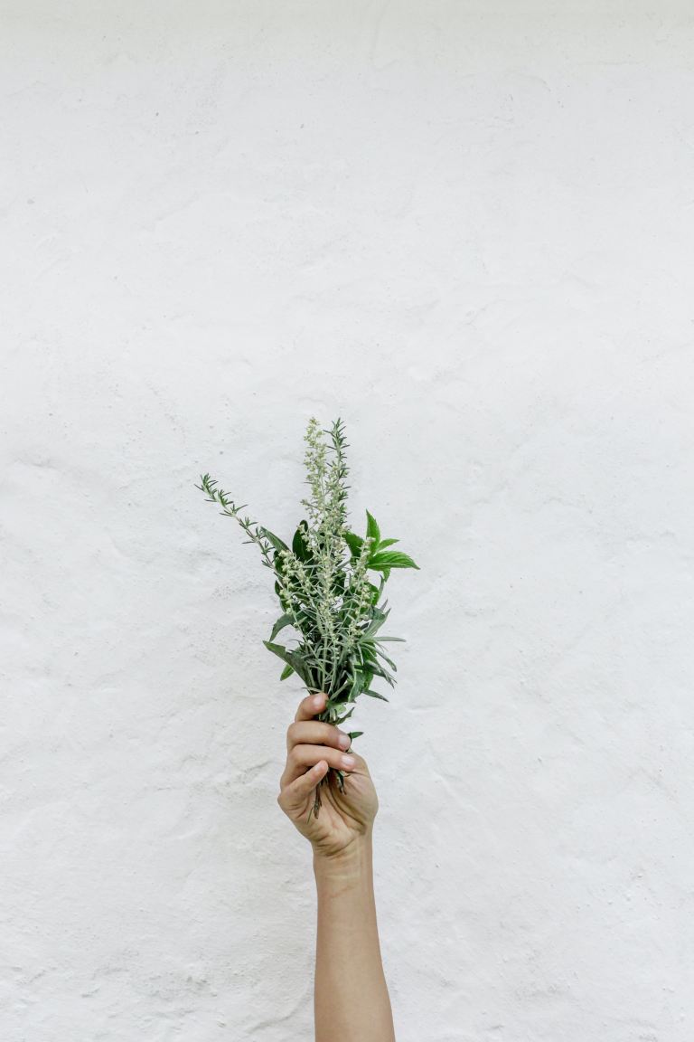 person holding green plants