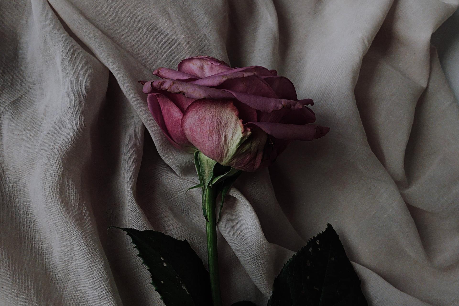 The Truth Is, I Left You Because I Was Afraid