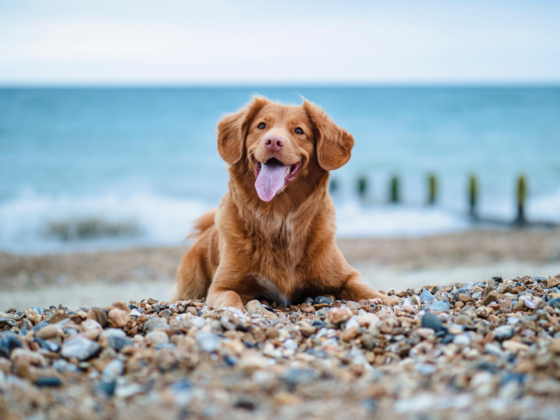 Dog Trivia