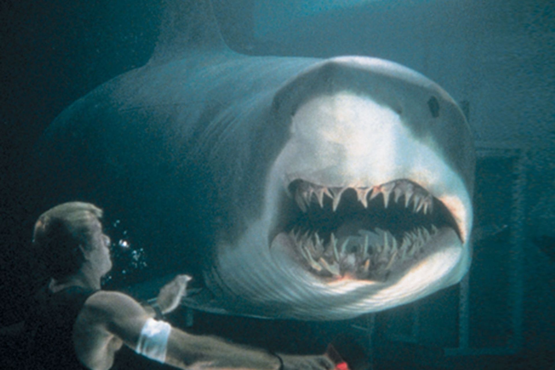 8 Best Shark Movies Guaranteed To Give Your Summer Vacation A Thrill