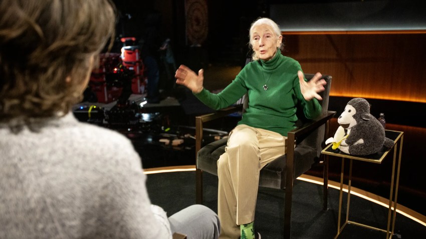 Netflix Released Jane Goodall’s Final Interview Weeks Ago – And Only Now Are We Learning Its Only The Beginning Of A Secret Series About Mortality
