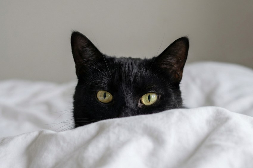 5 Zodiac Signs With Kitten-Soft Souls