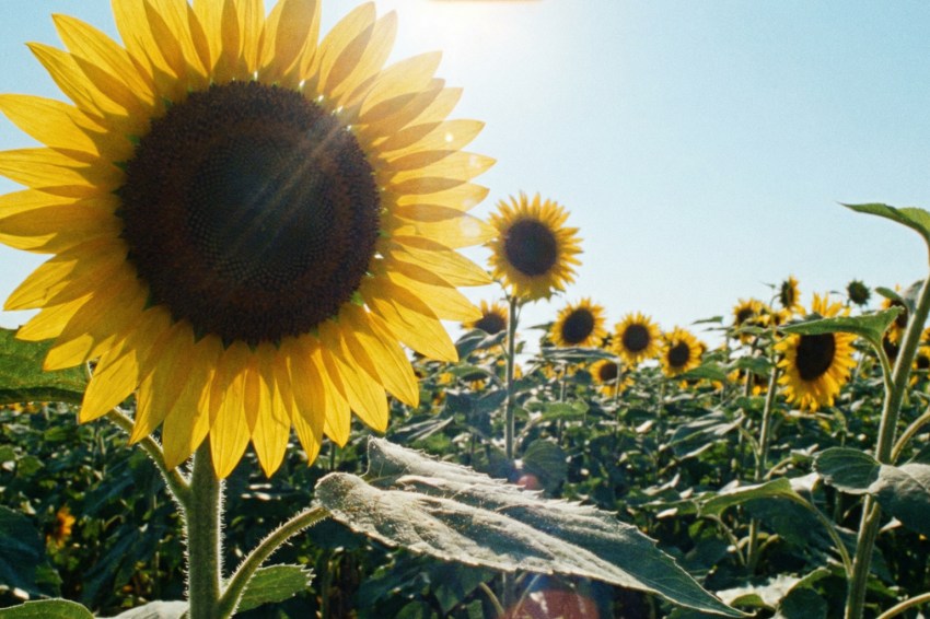 3 Zodiacs Who Will Become Their Best Self This Summer