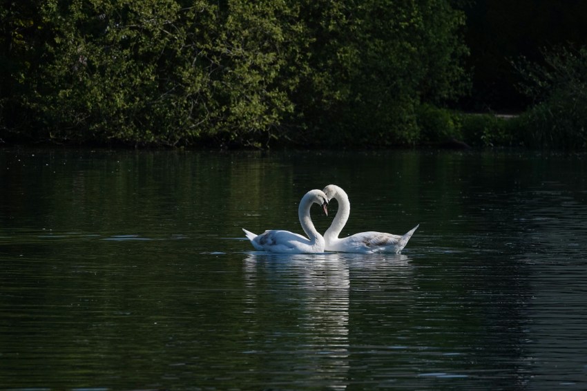 3 Zodiac Duos Who Love Match For Life Like Swans