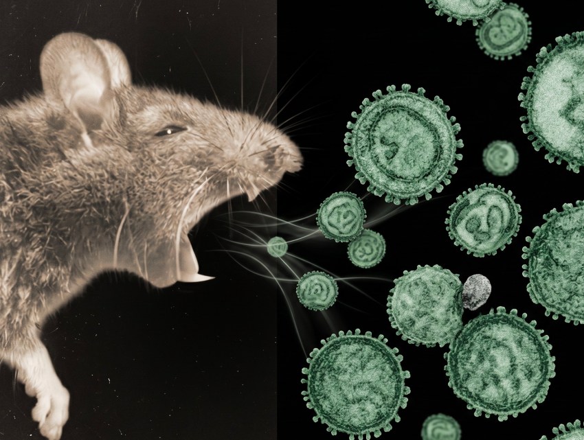 The Hantavirus Story & Threat Level, Explained in Plain English