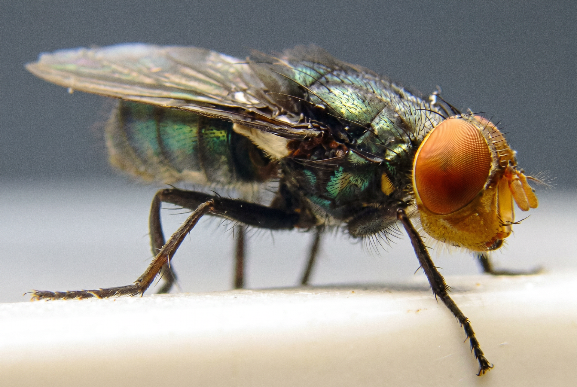 A Flesh-Eating Maggot the US Wiped Out in 1966 Is Back in Texas, with 15 Confirmed Animal Cases and Counting