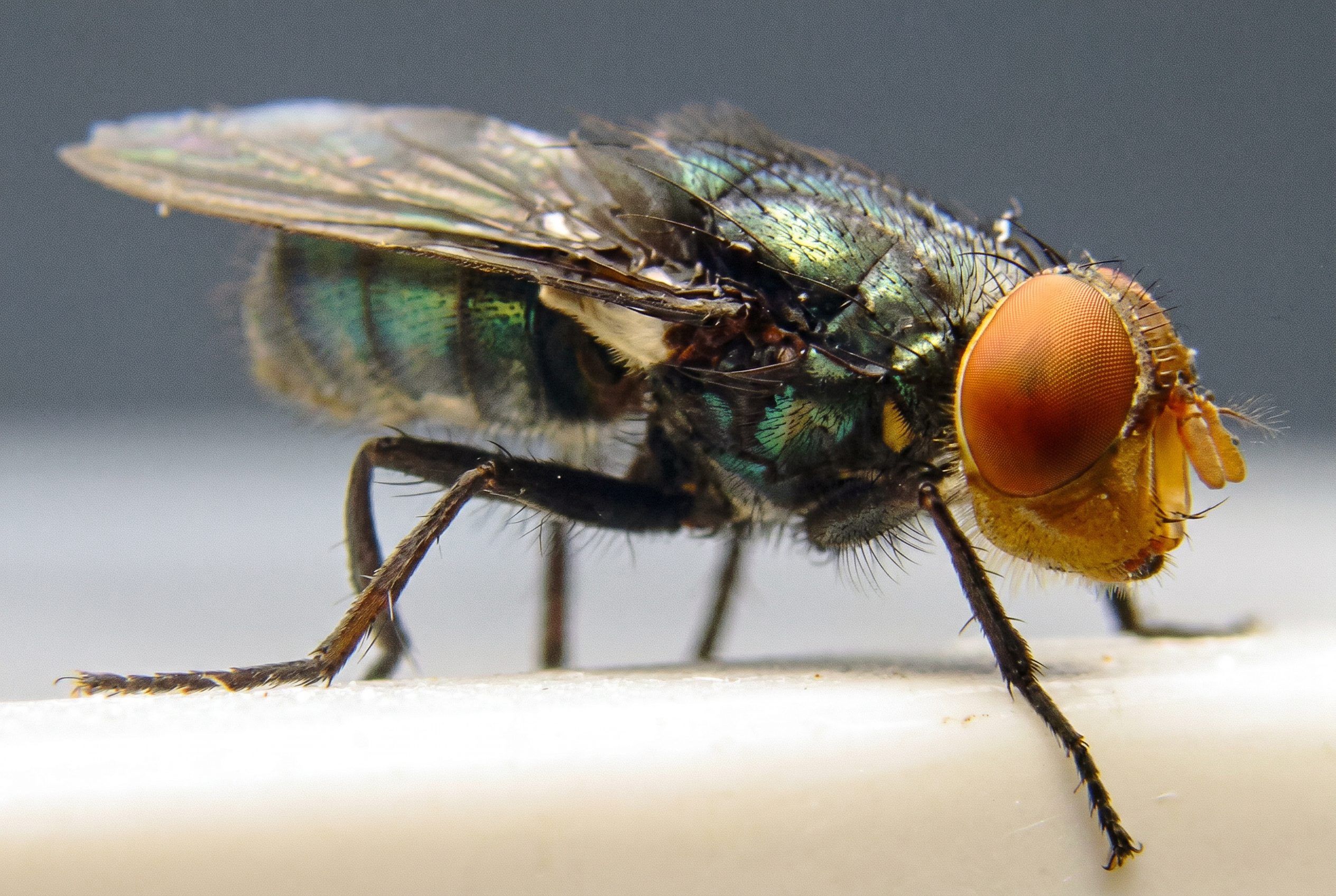 Extreme macro close-up of a green metallic blowfly with large orange compound eyes and bristled legs, resting on a white surface.