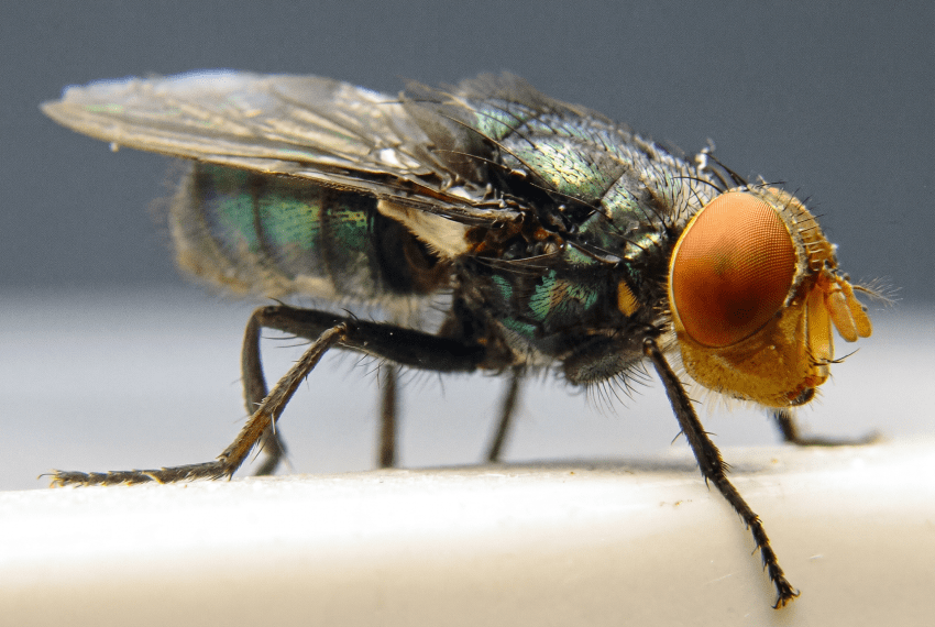 A Flesh-Eating Maggot the US Wiped Out in 1966 Is Back in Texas, with 15 Confirmed Animal Cases and Counting