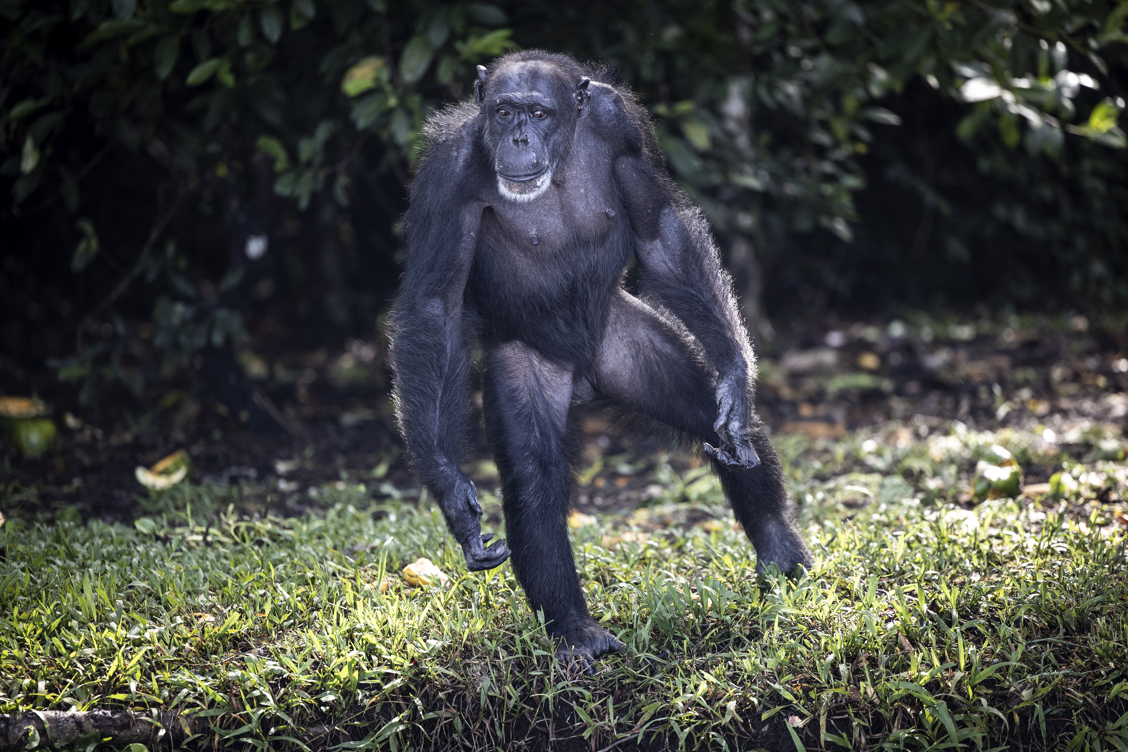 A chimpanzee standing upright on grass, facing the camera, with dense green foliage in the background.
